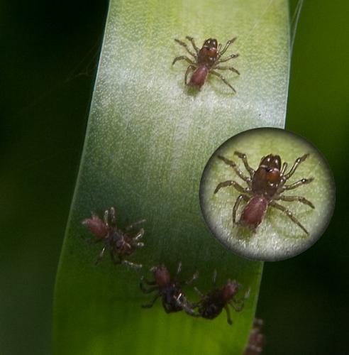 Atypus sp.